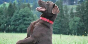 Hund das Anspringen abgewöhnen - so klappt es entspannt und dauerhaft