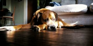 Hund fiept ständig: Ursachen erkennen und richtig handeln