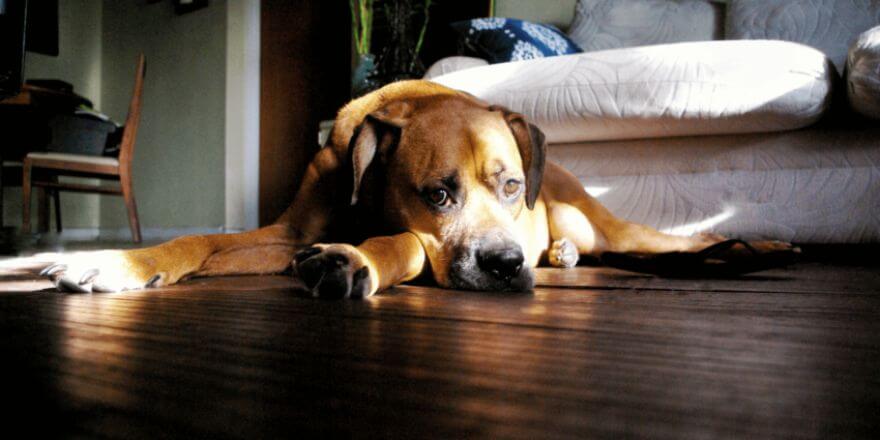 Hund fiept ständig: Ursachen erkennen und richtig handeln