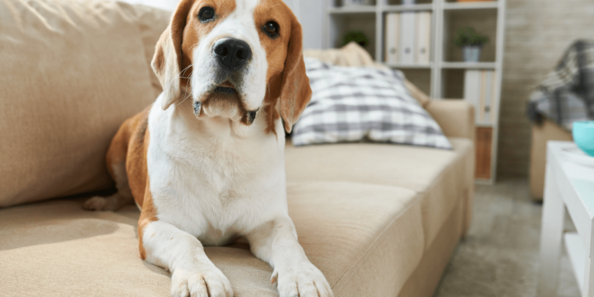 Hund folgt auf Schritt und Tritt: Kontrollzwang beim Hund oder Verlustangst