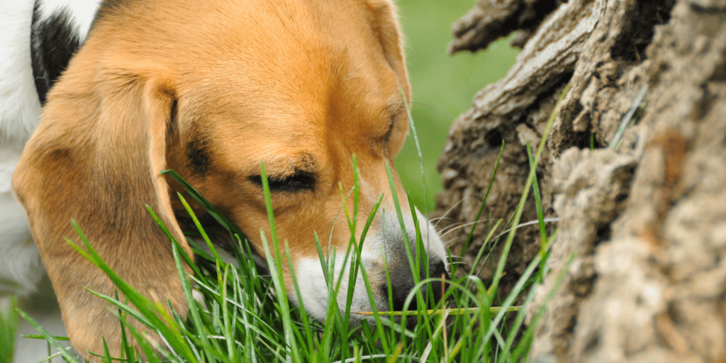 Hund frisst Gras - Gras als natürlicher Instinkt