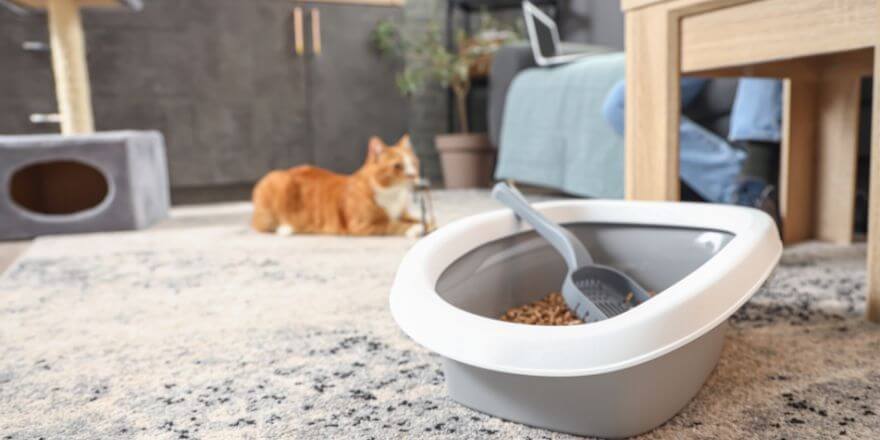 Warum dein Hund Katzenstreu frisst - und was du tun kannst