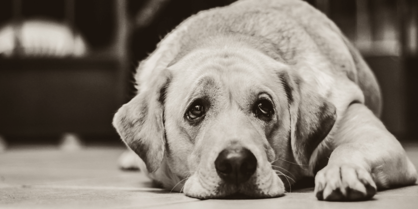 Hund frisst nicht mehr: Mögliche Gründe und was du tun kannst