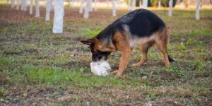 Warum dein Hund Steine frisst - und was du dagegen tun kannst
