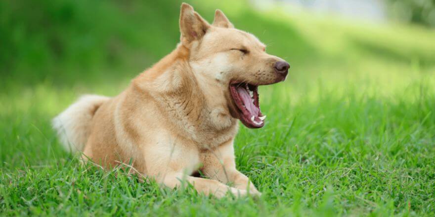 Warum dein Hund gähnt - und was es bedeutet