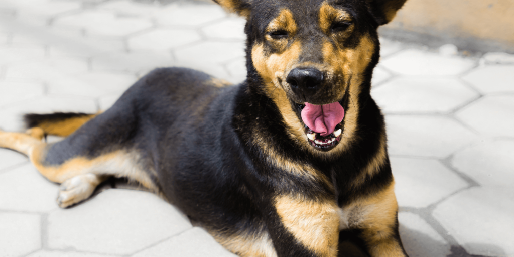 Hund gähnt: Was sagt das Gähnen aus?