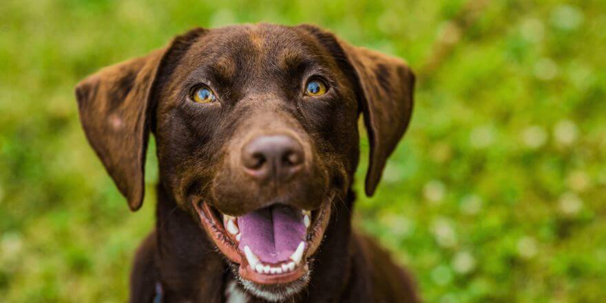 Hund hat Schluckauf: Warum bekommt mein Hund Schluckauf? Hund hat Schluckauf: Warum bekommt mein Hund Schluckauf?