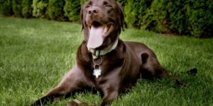 Hund hat Schokolade gefressen - was tun?