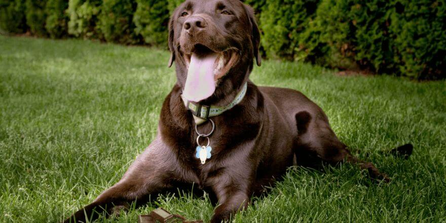 Hund hat Schokolade gefressen - was tun?