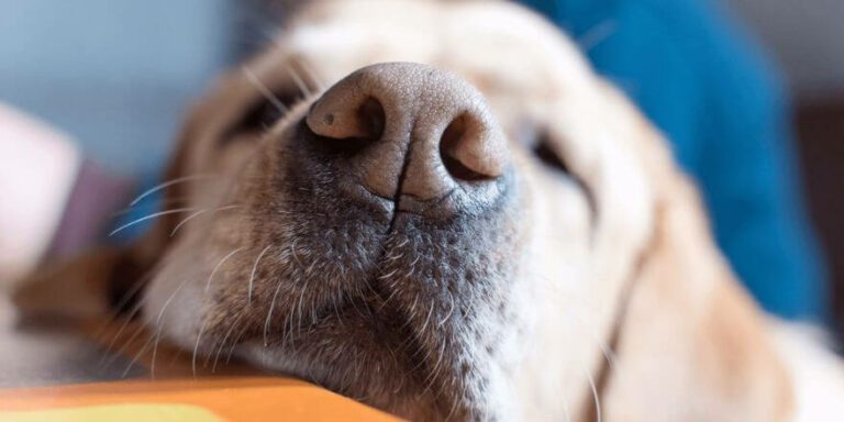 Trockene Rissige Nase Beim Hund Hausmittel Hund hat trockene Nase: Ursachen und Hausmittel 2025
