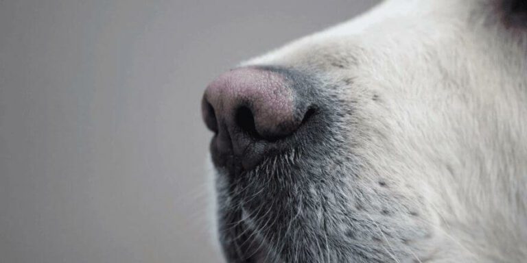 Hund hat trockene Nase - was steckt dahinter?