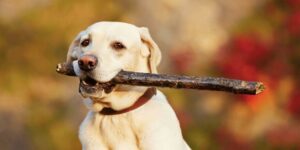 Wenn dein Hund was im Hals hat - so hilfst du ihm richtig