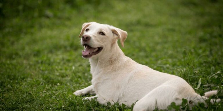 Hund hat was im Hals? Symptome und Tipps 2025