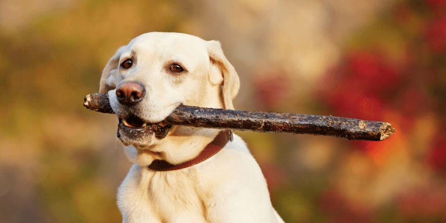 Hund hat was im Hals? Symptome und Tipps 2025
