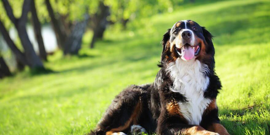 Hund hört nichts mehr - Erste Anzeichen erkennen Hund hört nichts mehr - Erste Anzeichen erkennen