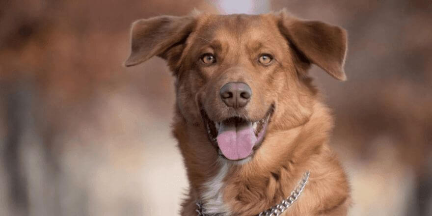 Wenn dein Hund hustet: Was du wissen solltest