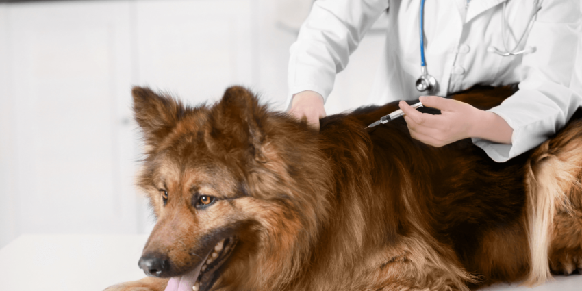 Hund impfen: Wichtige Impfungen beim Hund