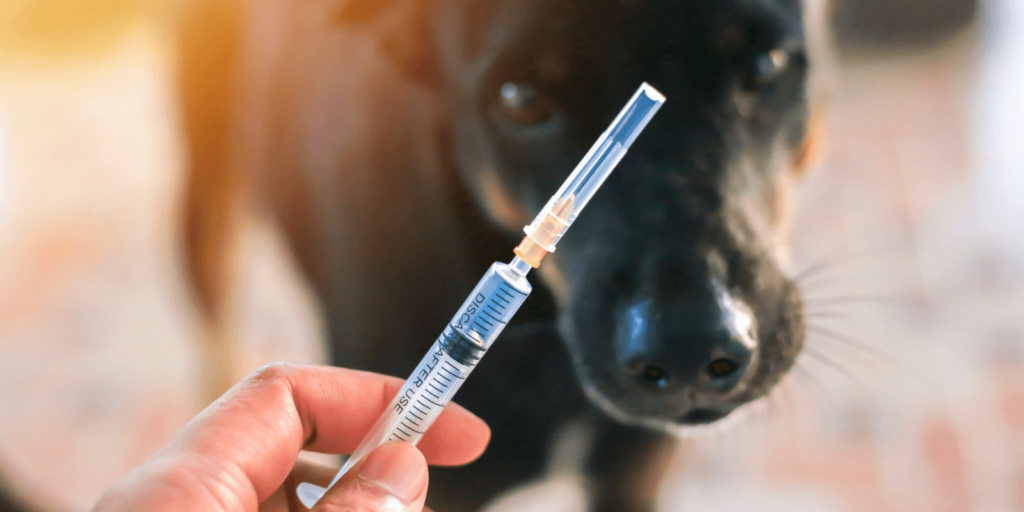 Hund impfen - Wie oft muss bei Hunden geimpft werden?