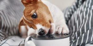 Wenn dein Hund alles anknabbert - so bekommst du das in den Griff