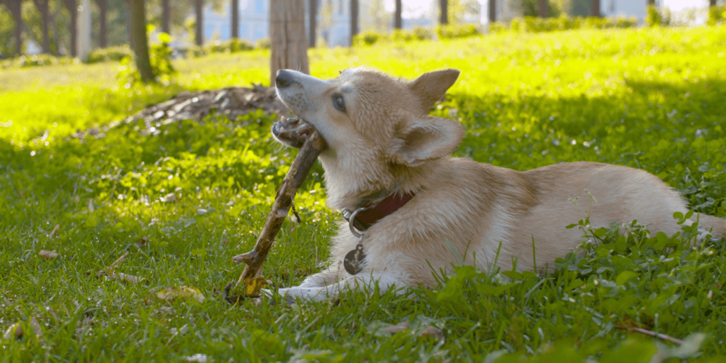 Hund knabbert alles an - Zahnwechsel der Grund?