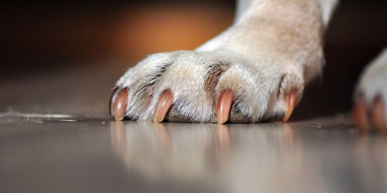 Warum dein Hund an seinen Krallen knabbert und was du tun kannst
