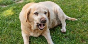 Warum dein Hund dich anknurrt - und was du tun kannst