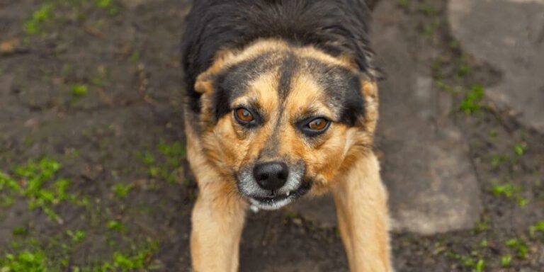 Mein Hund Schnappt Nach Mir Wenn Ihm Was Nicht Passt Hund knurrt wenn ihm was nicht passt - Tipps & Hilfe 2025