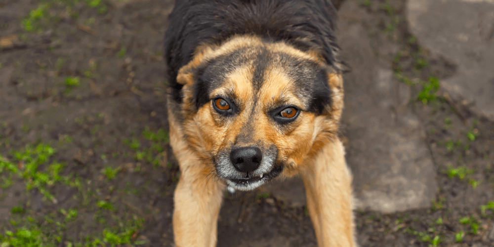 Hund knurrt wenn ihm was nicht passt - Wichtige Signale