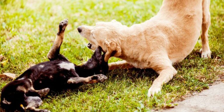 Hund kommt nicht zur Ruhe - Stress erkennen und abbauen