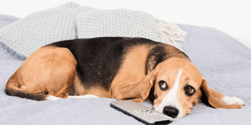 Mein Leben unter der Pfote: Wie der Hund mich kontrolliert Mein Leben unter der Pfote: Wie der Hund mich kontrolliert
