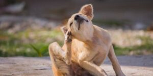 Warum dein Hund sich viel kratzt - und was du tun kannst