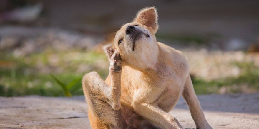 Warum dein Hund sich viel kratzt - und was du tun kannst