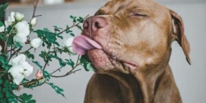 Dein Hund leckt alles an - was dahintersteckt und wie du helfen kannst