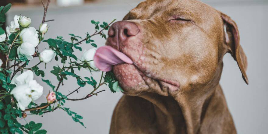 Dein Hund leckt alles an - was dahintersteckt und wie du helfen kannst