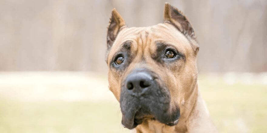 Warum dein Hund die Ohren anlegt - und was das bedeutet