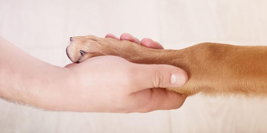 Hund legt Pfote auf mich - was steckt wirklich dahinter?