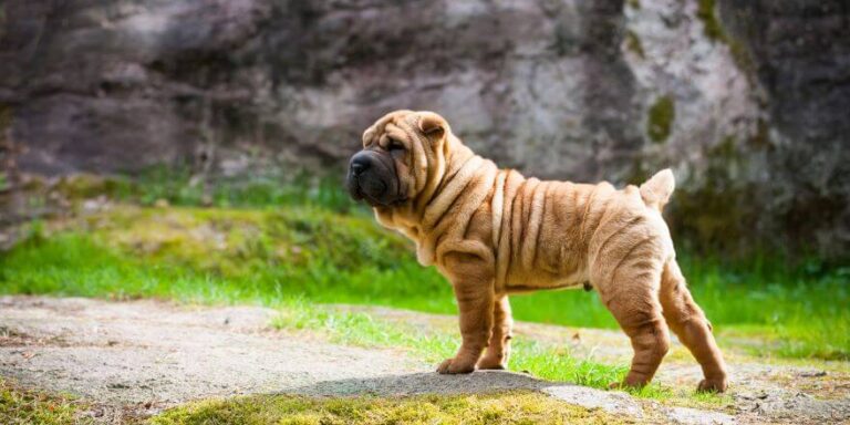 Hund mit blauer Zunge - was das wirklich bedeutet