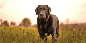 Wenn dein Hund ständig niest - was dahinterstecken kann