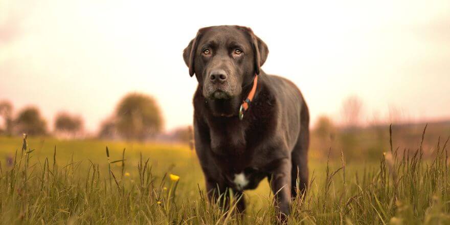 Wenn dein Hund ständig niest - was dahinterstecken kann