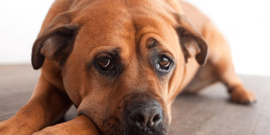 Wenn dein Hund nicht zunimmt: Was dahinterstecken kann