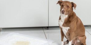 Hund pinkelt in die Wohnung - so bekommst du das Problem in den Griff