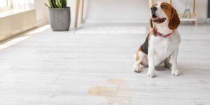 Hund pinkelt plötzlich überall hin Tipps für schnelle Hilfe 2025