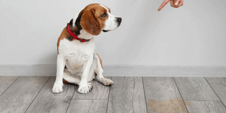 Hund pinkelt plötzlich überall hin - was dahinterstecken kann