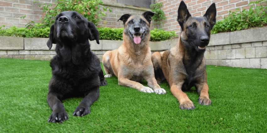 Hund Platz beibringen: Dein Weg zur erfolgreichen Hundeerziehung