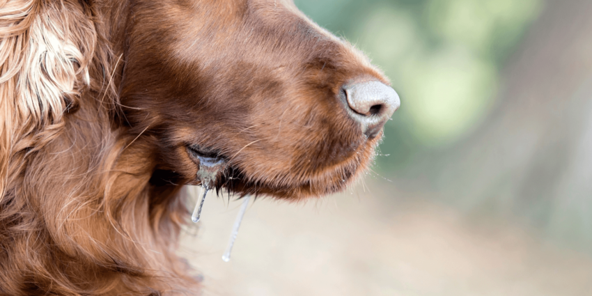 Hund sabbert: Ursachen warum dein Hund speichelt