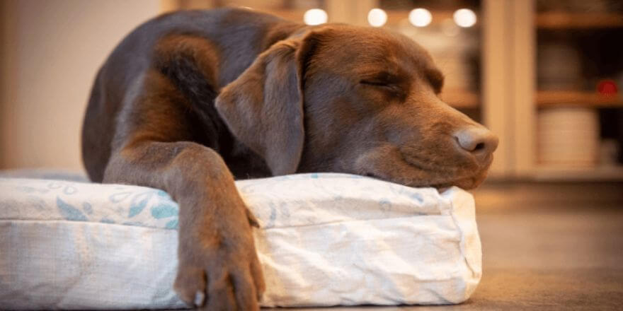 Warum schläft mein Hund so viel? Warum schläft mein Hund so viel?