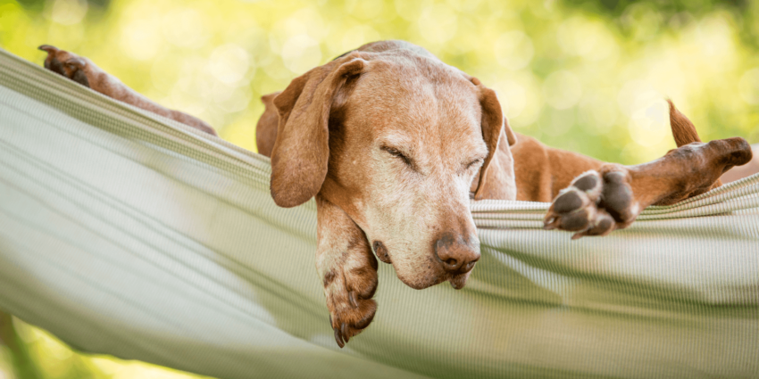 Hund schläft viel: Einblick in die Schlafgewohnheiten