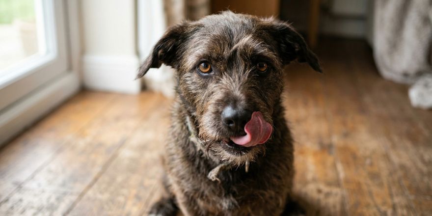 Hund schmatzt und ist unruhig - Auch das Maul kann Probleme machen