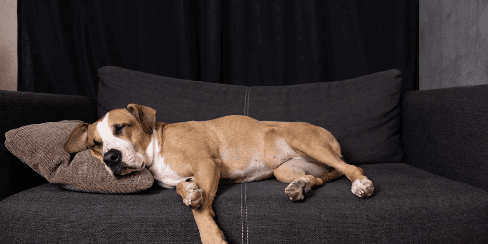 Dein Hund schnarcht? Ursachen für plötzliches Schnarchen