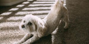 Warum sich dein Hund oft streckt - und was das bedeuten kann